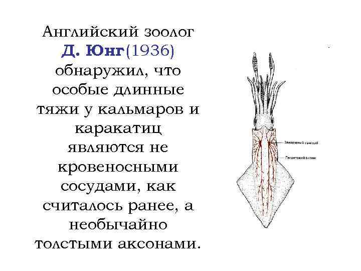 Английский зоолог Д. Юнг (1936) обнаружил, что особые длинные тяжи у кальмаров и каракатиц
