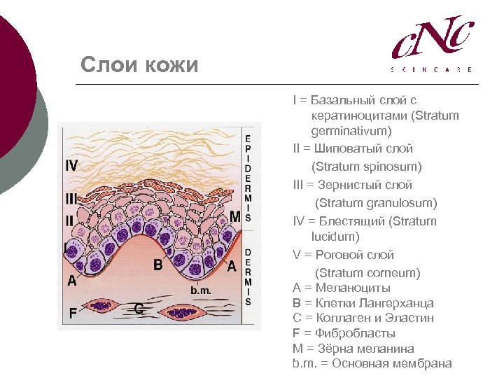 Слои кожи I = Базальный слой с кератиноцитами (Stratum germinativum) II = Шиповатый слой
