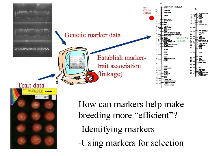  Genetic marker data Establish markertrait association (linkage) Trait data Tomato How can markers