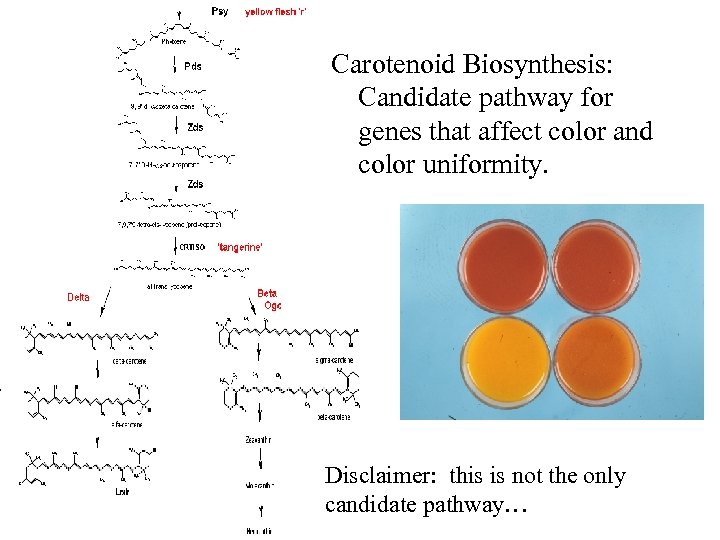 Carotenoid Biosynthesis: Candidate pathway for genes that affect color and color uniformity. Disclaimer: this