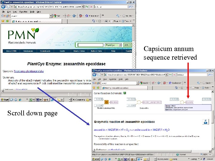 Capsicum annum sequence retrieved Scroll down page 