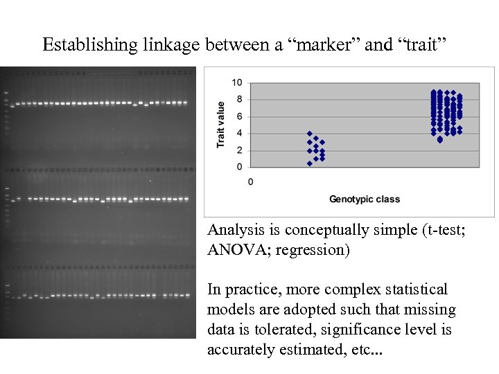Establishing linkage between a “marker” and “trait” Analysis is conceptually simple (t-test; ANOVA; regression)
