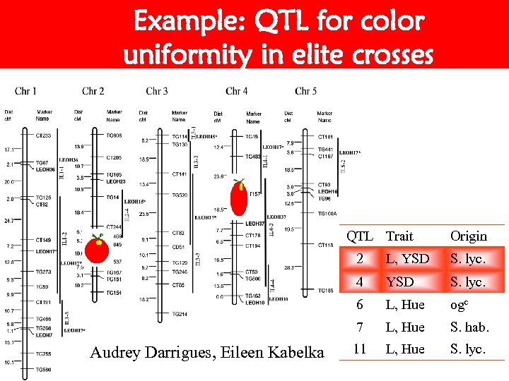 Example: QTL for color uniformity in elite crosses QTL Trait Origin 2 S. lyc.