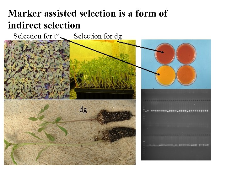 Marker assisted selection is a form of indirect selection Selection for tv Selection for