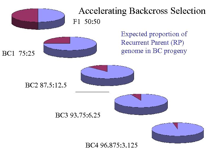 Accelerating Backcross Selection F 1 50: 50 Expected proportion of Recurrent Parent (RP) genome