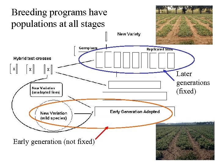 Breeding programs have populations at all stages Later generations (fixed) Early generation (not fixed)