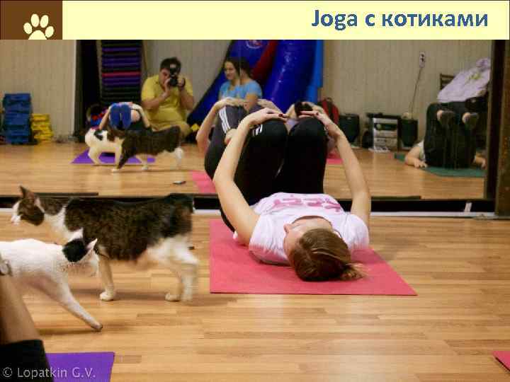 Joga с котиками 