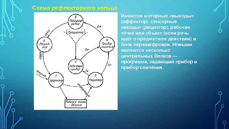 Схема рефлекторного кольца Имеются моторные «выходы» (эффектор), сенсорные «входы» (рецептор), рабочая точка или объект