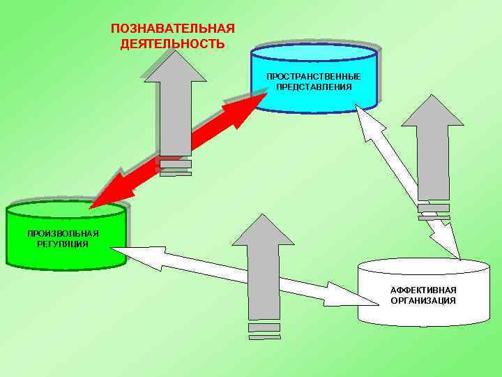 ПОЗНАВАТЕЛЬНАЯ ДЕЯТЕЛЬНОСТЬ ПРОСТРАНСТВЕННЫЕ ПРЕДСТАВЛЕНИЯ ПРОИЗВОЛЬНАЯ РЕГУЛЯЦИЯ АФФЕКТИВНАЯ ОРГАНИЗАЦИЯ 