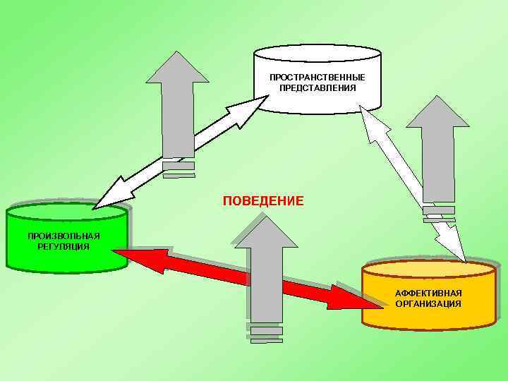 ПРОСТРАНСТВЕННЫЕ ПРЕДСТАВЛЕНИЯ ПОВЕДЕНИЕ ПРОИЗВОЛЬНАЯ РЕГУЛЯЦИЯ АФФЕКТИВНАЯ ОРГАНИЗАЦИЯ 