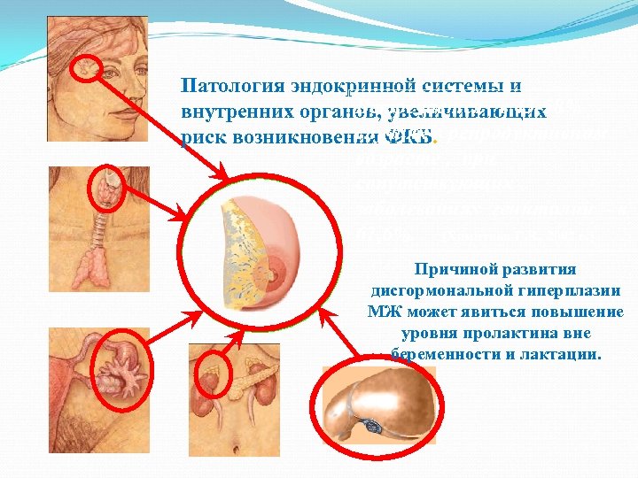Патология эндокринной системы и Встречается в 43 -58% внутренних органов, увеличивающих случаях риск возникновения
