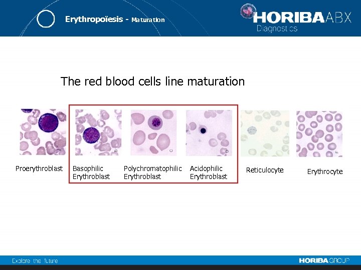 Erythropoïesis - Maturation The red blood cells line maturation Proerythroblast Basophilic Erythroblast Polychromatophilic Erythroblast