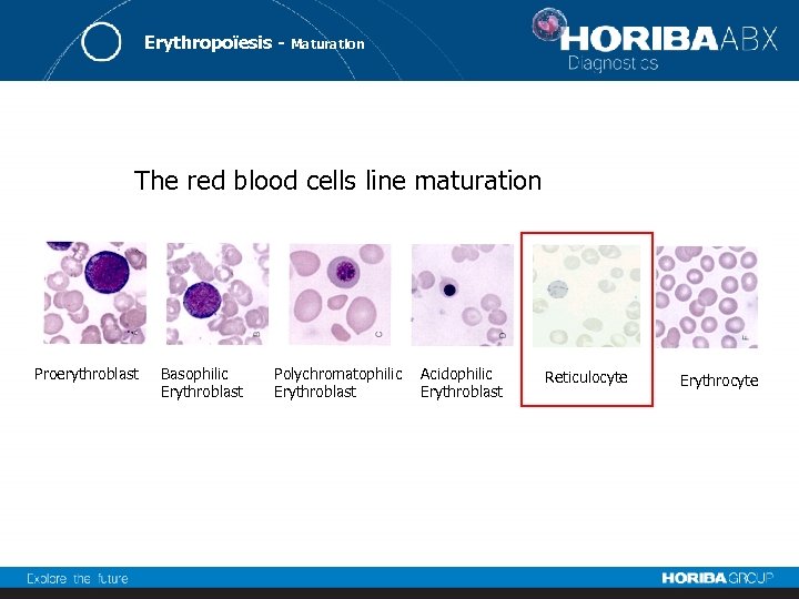 Erythropoïesis - Maturation The red blood cells line maturation Proerythroblast Basophilic Erythroblast Polychromatophilic Erythroblast