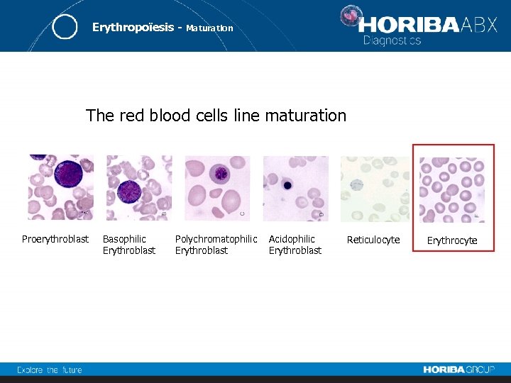 Erythropoïesis - Maturation The red blood cells line maturation Proerythroblast Basophilic Erythroblast Polychromatophilic Erythroblast