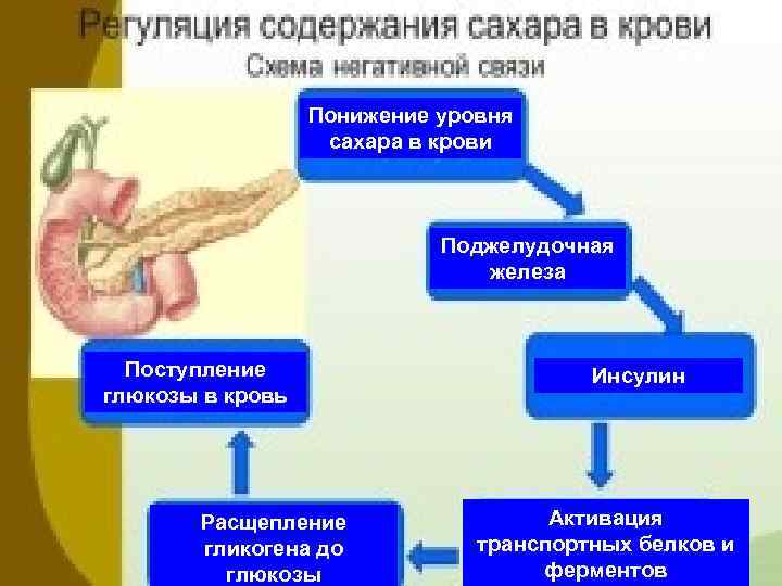 Понижение уровня сахара в крови Поджелудочная железа Поступление глюкозы в кровь Расщепление гликогена до