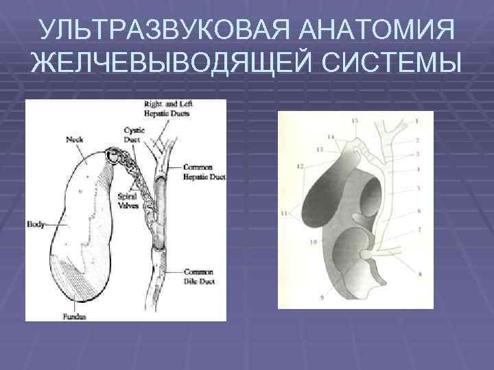 УЛЬТРАЗВУКОВАЯ АНАТОМИЯ ЖЕЛЧЕВЫВОДЯЩЕЙ СИСТЕМЫ 