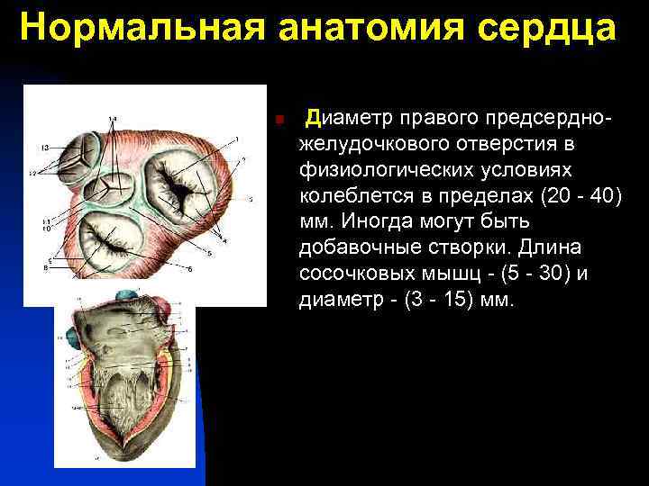 Нормальная анатомия сердца n Диаметр правого предсердножелудочкового отверстия в физиологических условиях колеблется в пределах
