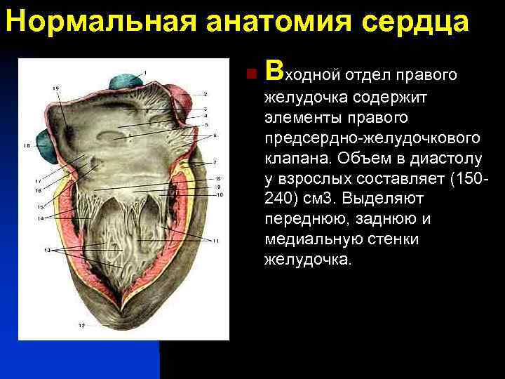 Нормальная анатомия сердца n Входной отдел правого желудочка содержит элементы правого предсердно-желудочкового клапана. Объем