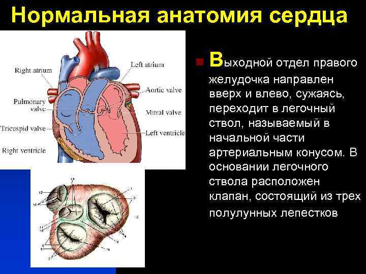 Нормальная анатомия сердца n Выходной отдел правого желудочка направлен вверх и влево, сужаясь, переходит