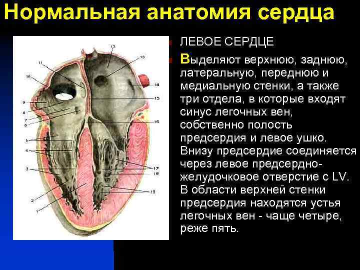 Нормальная анатомия сердца n ЛЕВОЕ СЕРДЦЕ n Выделяют верхнюю, заднюю, латеральную, переднюю и медиальную
