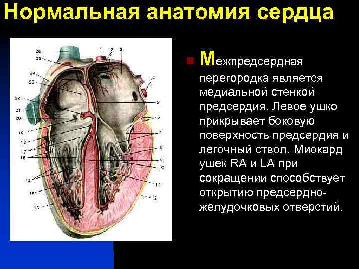 Нормальная анатомия сердца n Межпредсердная перегородка является медиальной стенкой предсердия. Левое ушко прикрывает боковую