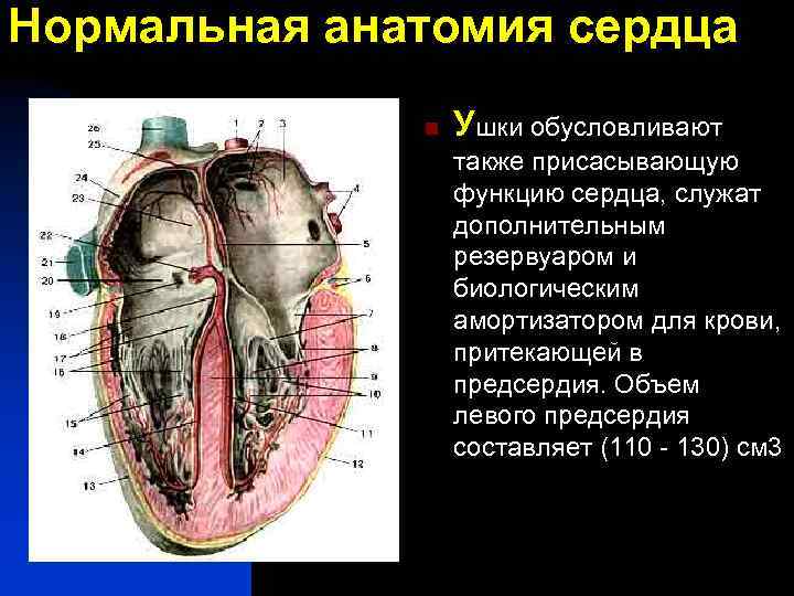 Нормальная анатомия сердца n Ушки обусловливают также присасывающую функцию сердца, служат дополнительным резервуаром и