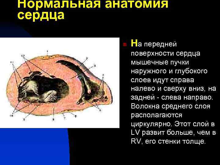 Нормальная анатомия сердца n На передней поверхности сердца мышечные пучки наружного и глубокого слоев