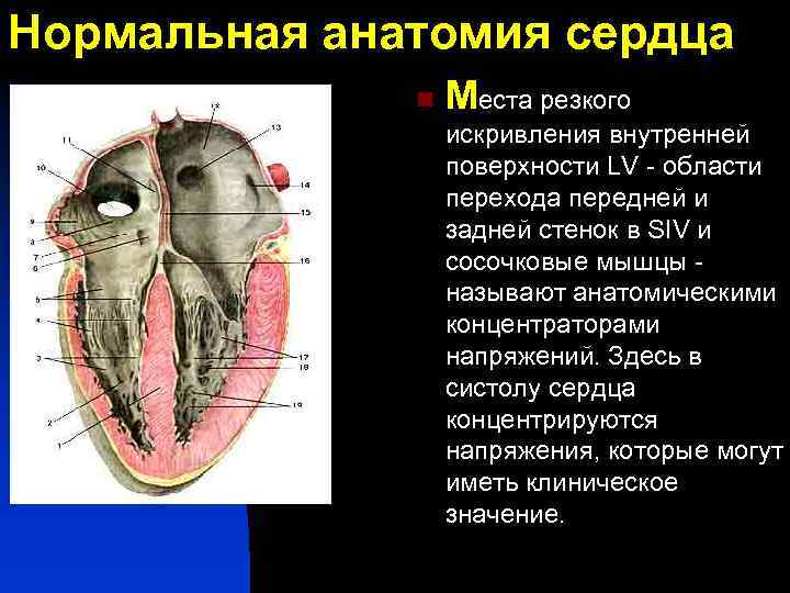 Нормальная анатомия сердца n Места резкого искривления внутренней поверхности LV - области перехода передней