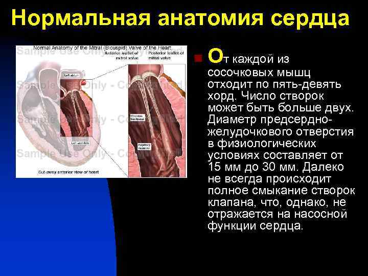 Нормальная анатомия сердца n От каждой из сосочковых мышц отходит по пять-девять хорд. Число