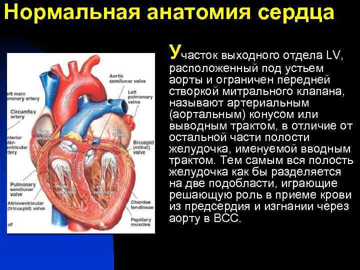 Нормальная анатомия сердца Участок выходного отдела LV, расположенный под устьем аорты и ограничен передней