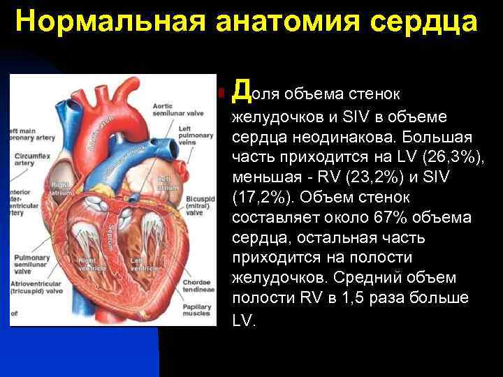 Нормальная анатомия сердца n Доля объема стенок желудочков и SIV в объеме сердца неодинакова.
