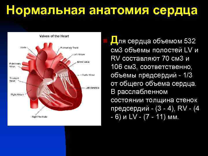 Нормальная анатомия сердца n Для сердца объемом 532 см 3 объемы полостей LV и