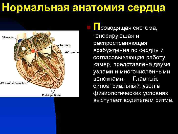 Нормальная анатомия сердца n Проводящая система, генерирующая и распространяющая возбуждения по сердцу и согласовывающая