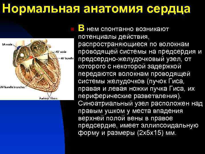 Нормальная анатомия сердца n В нем спонтанно возникают потенциалы действия, распространяющиеся по волокнам проводящей