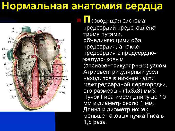 Нормальная анатомия сердца n Проводящая система предсердий представлена тремя путями, объединяющими оба предсердия, а