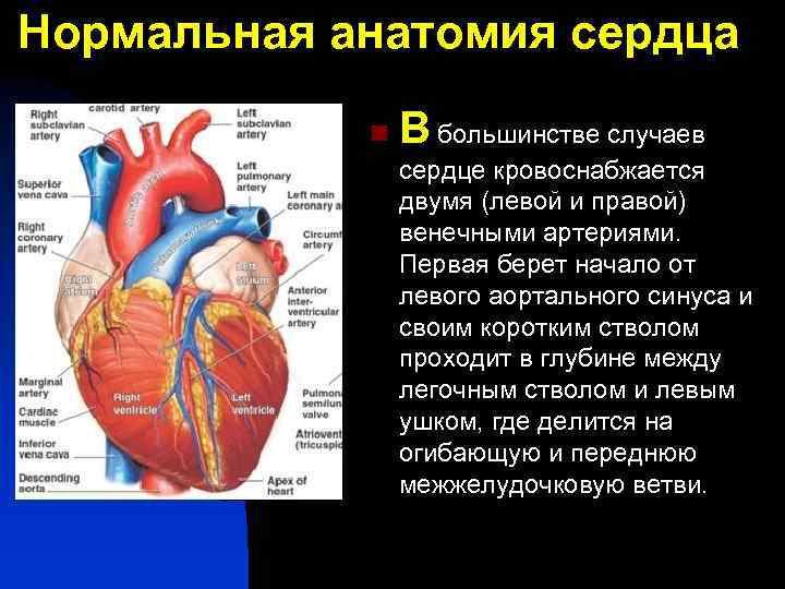 Нормальная анатомия сердца n В большинстве случаев сердце кровоснабжается двумя (левой и правой) венечными