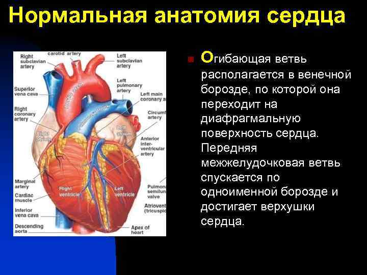 Нормальная анатомия сердца n Огибающая ветвь располагается в венечной борозде, по которой она переходит