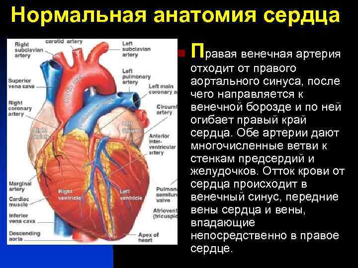 Нормальная анатомия сердца n Правая венечная артерия отходит от правого аортального синуса, после чего