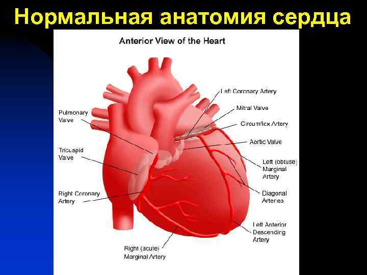 Нормальная анатомия сердца 