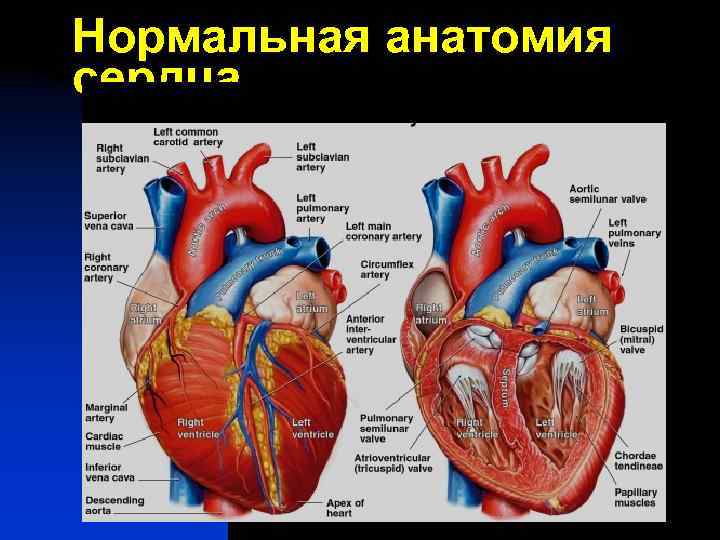 Нормальная анатомия сердца 