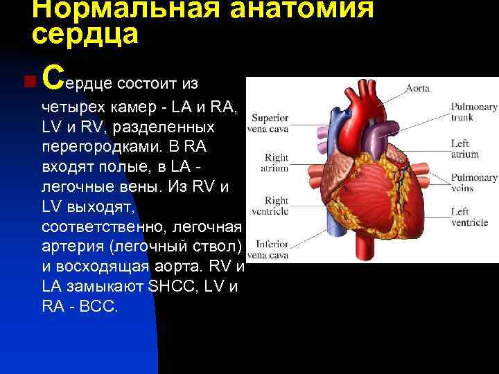 Нормальная анатомия сердца n Сердце состоит из четырех камер - LA и RA, LV