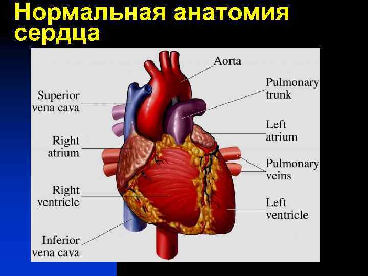 Нормальная анатомия сердца 