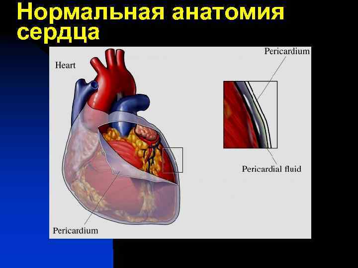 Нормальная анатомия сердца 