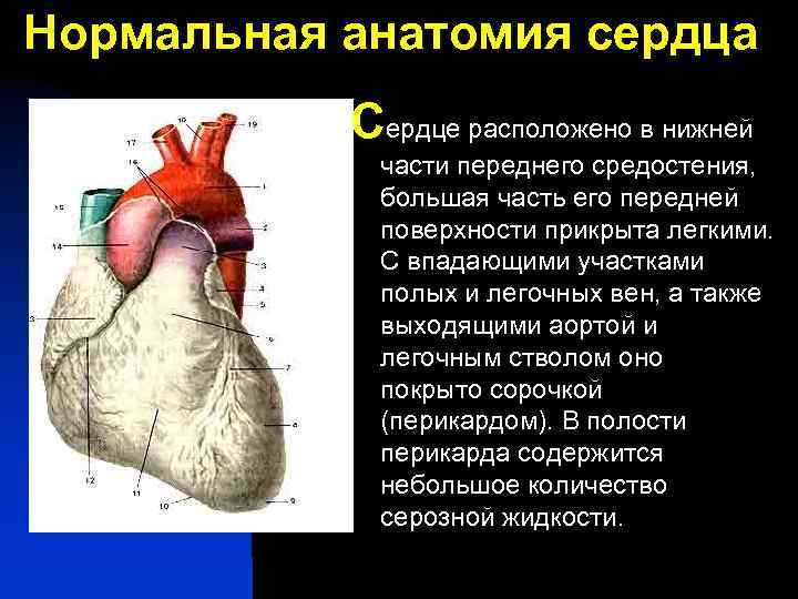 Нормальная анатомия сердца Сердце расположено в нижней части переднего средостения, большая часть его передней