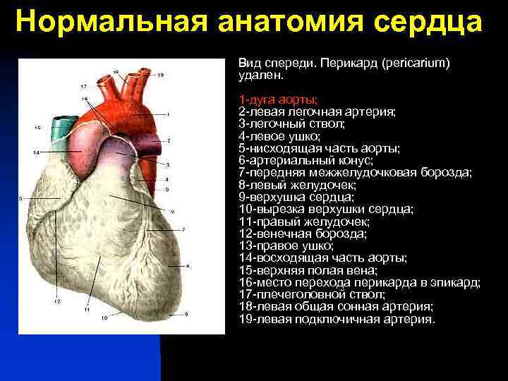 Нормальная анатомия сердца n Вид спереди. Перикард (pericarium) удален. 1 -дуга аорты; 2 -левая