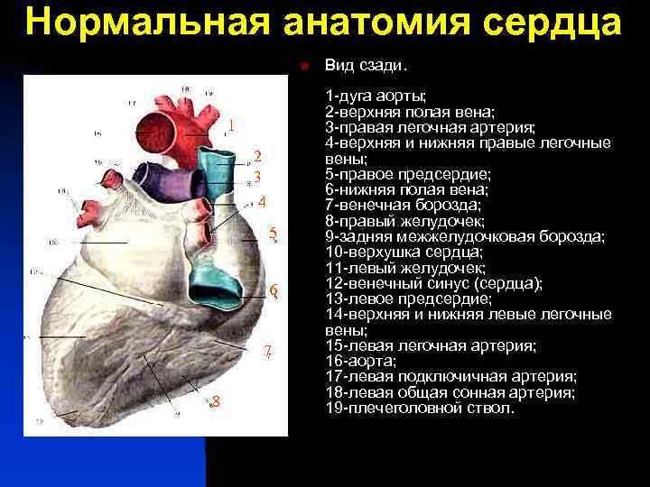 Нормальная анатомия сердца n 1 2 3 4 5 6 7 8 Вид сзади.