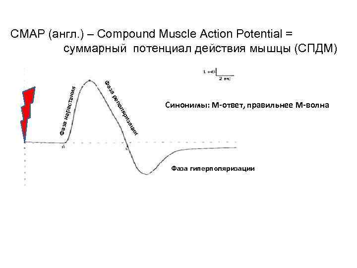 яр стан ол а из нара Синонимы: М-ответ, правильнее М-волна еп и ци Фаза