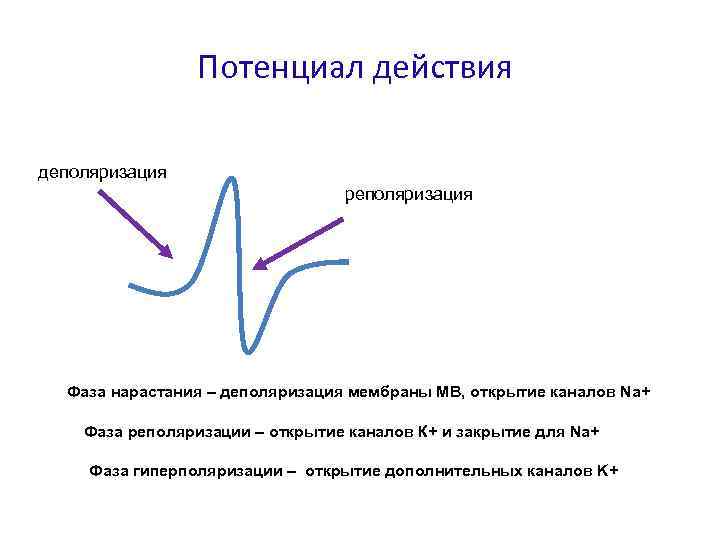 Потенциал действия деполяризация реполяризация Фаза нарастания – деполяризация мембраны МВ, открытие каналов Na+ Фаза
