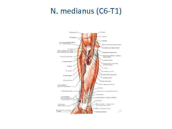 N. medianus (С 6 -Т 1) 