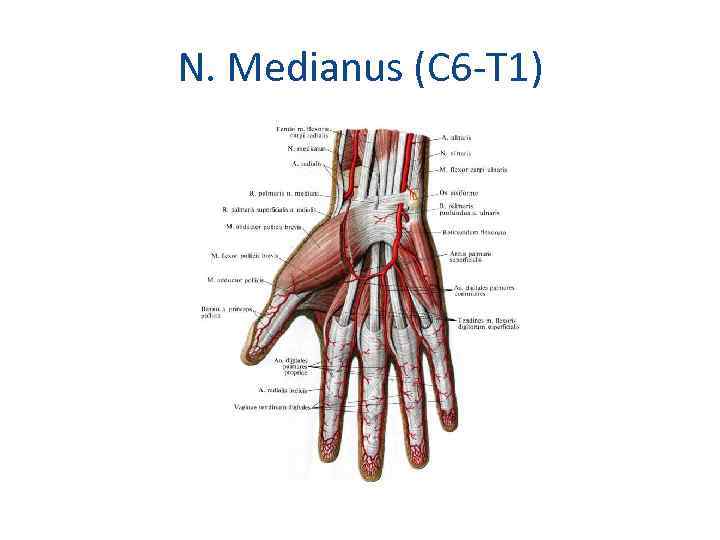 N. Medianus (С 6 -Т 1) 